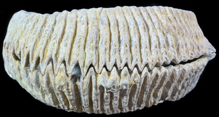 Cretaceous Fossil Oyster (Rastellum) - Madagascar #49888